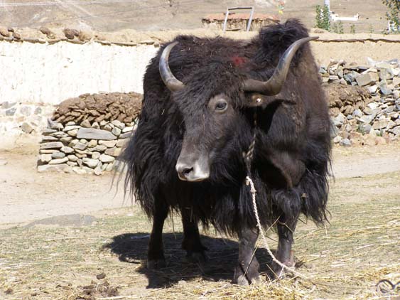 Nepal_Tibet_07_P5231674