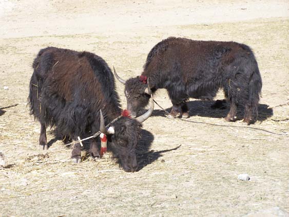 Nepal_Tibet_07_P5231675