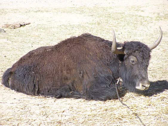 Nepal_Tibet_07_P5231676