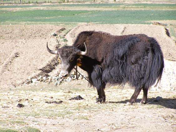 Nepal_Tibet_07_P5231700
