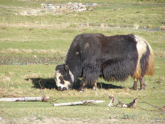 Nepal_Tibet_07_P5231713