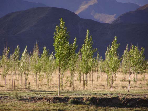 Nepal_Tibet_07_P5231722