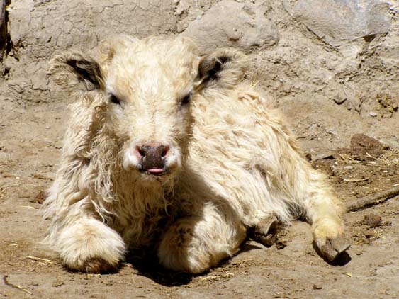 Nepal_Tibet_07_P5292129