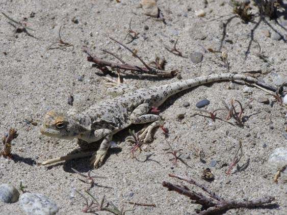 Nepal_Tibet_07_P6022533