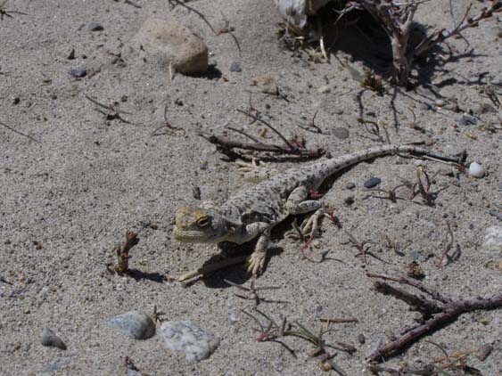 Nepal_Tibet_07_P6022539