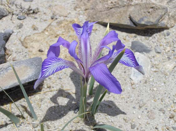 Nepal_Tibet_07_P6022611