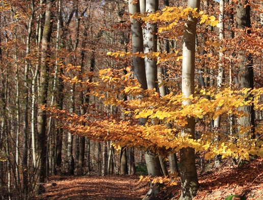 Herbstwald